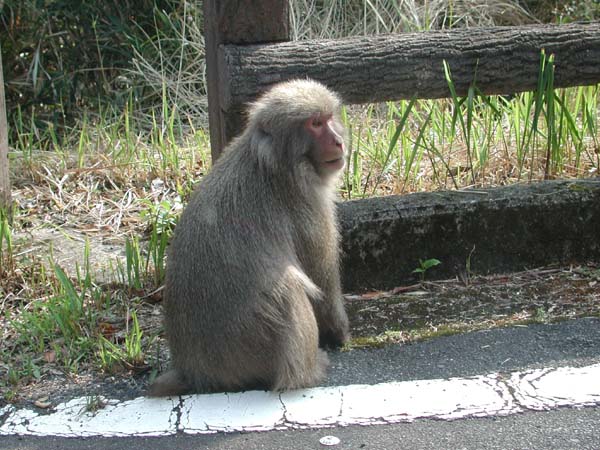 roadside macacque