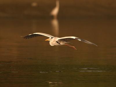 Grey Heron low level flight