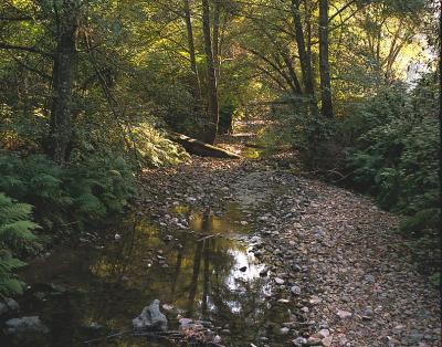 Muir Woods Creek  1975