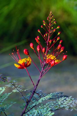 Southwestern Plants