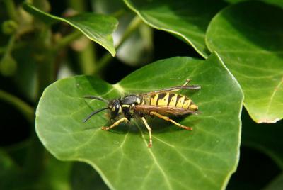 Wasp.
