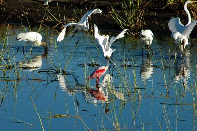 Dancing birds revisited.jpg