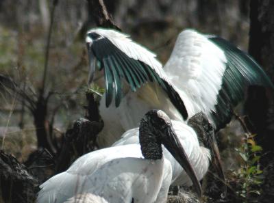 stork iridescent3.jpg