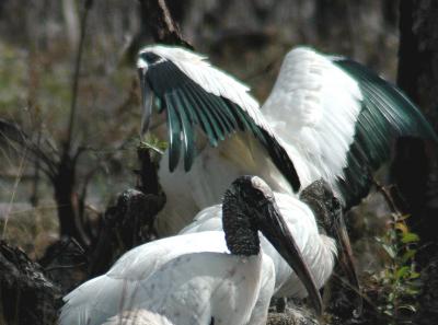 stork iridescent3.jpg