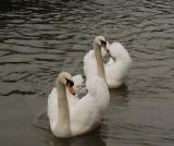 Mute Swans_0125.JPG