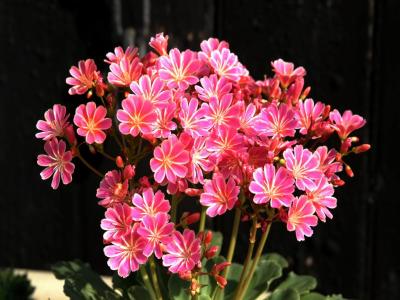 Flowers - alpines