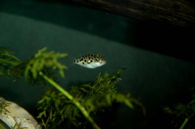  Puffer in Water Sprite