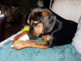 VIctors Favorite Bone
