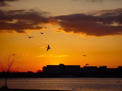 Gulls in the Sun