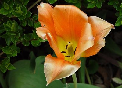 Orange Tulip