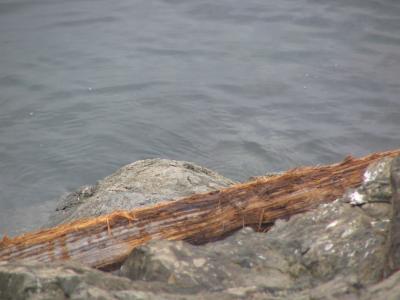 Original Log on Quay Wall
