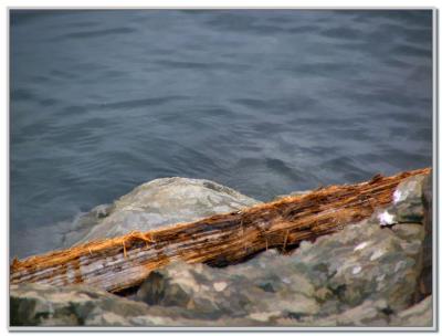 Log on Quay Wall