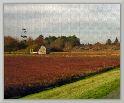 Cranberry Bog