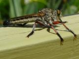 robber fly - mouche arme