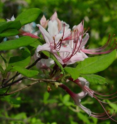 wild flowering shrub id ?