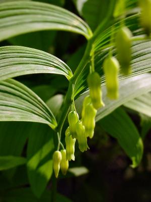 woodland flower id ?