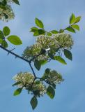 viburnum