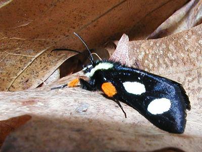 Eight-spotted forester moth (Alypia octomaculata)