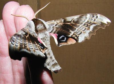 One-eyed Sphinx (Smerinthus cerisyi)