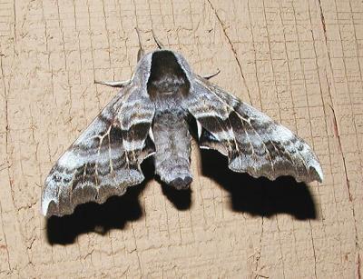 One-eyed Sphinx (Smerinthus cerisyi)