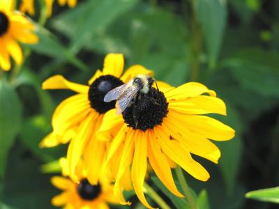 BumbleBee_0731.jpg