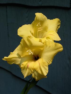 u19/littledog22/medium/11984426.Flower_0602_600x800.jpg