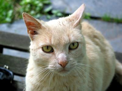 Mr.Kitty_0109.jpg