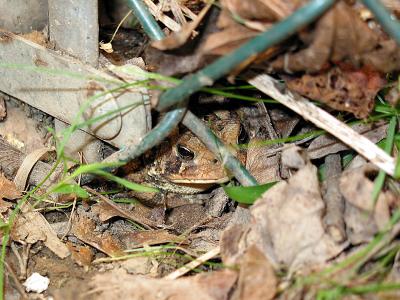 Toad hiding_0283.jpg