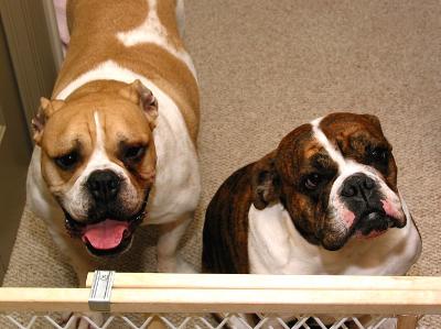 Homer & Spanky_1926 crop.jpg