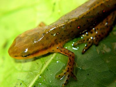 Red-Spotted Newt_3348.jpg