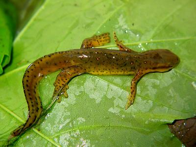 Red-Spotted Newt_3344.jpg