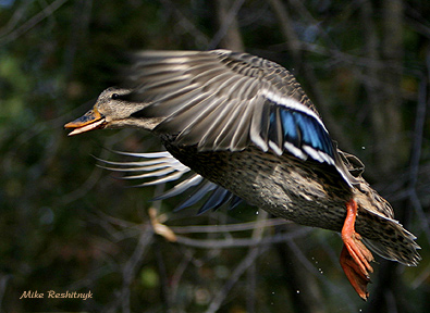 Saying Goodbye - Mallard Duck