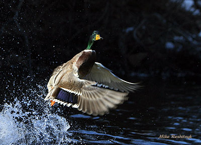 Explosive Exit - Mallard Duck