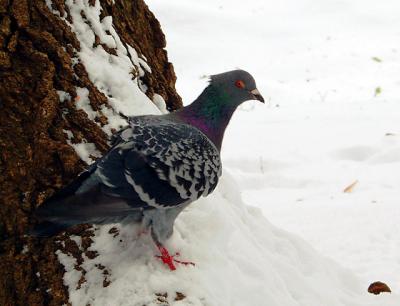 snow pigeon