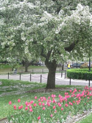 u19/marazimmerman/medium/36400796.ColorsinBostonCommons.jpg