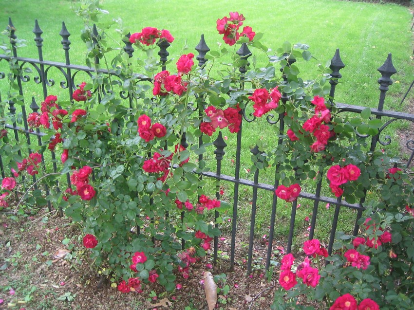 Flowers Around a Wrought Iron Fence.jpg