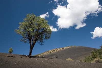 Lone Tree in lava soil