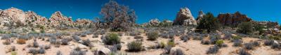 Joshua Tree in wide screen