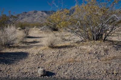 The endangered desert turtle