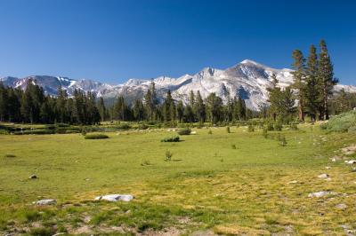 Meadow at Tioga pass