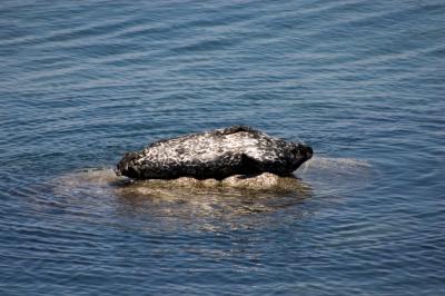 Seal relaxing