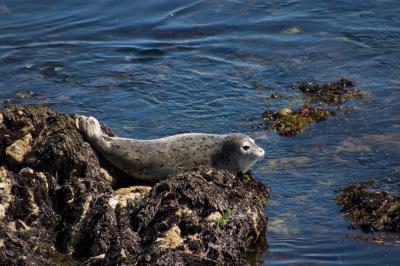 Sunbathing seal