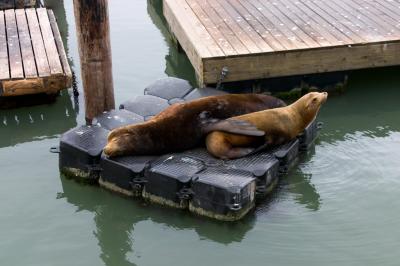 Sea lions at the San Francisco pier