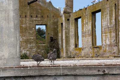 Sea gulls inhabiting old concrete houses