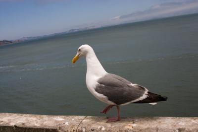 Huge sea gull