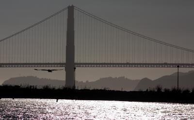 Gull and Golden Gate