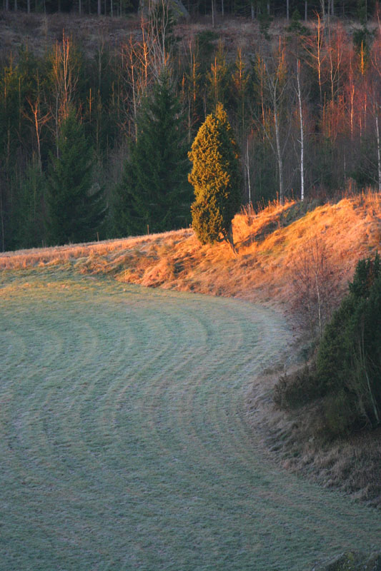 Lone juniper