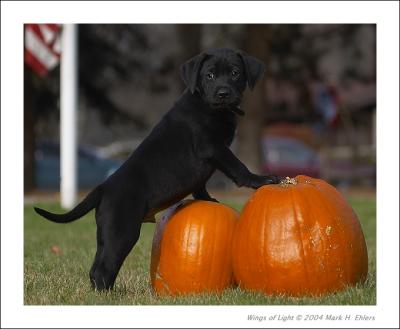 8 Weeks
