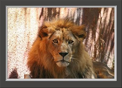 IMG_0011psb{Q}.jpg