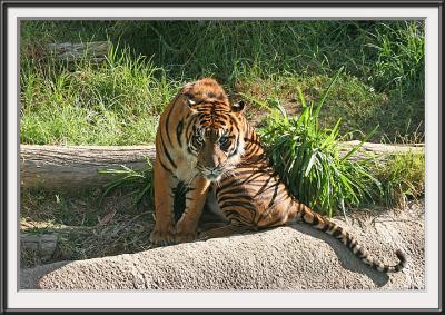 IMG_9982ps-b{Q}.jpg